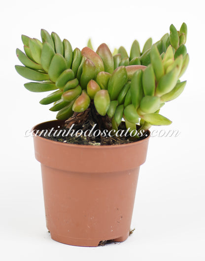 Crassula "Benjamin"