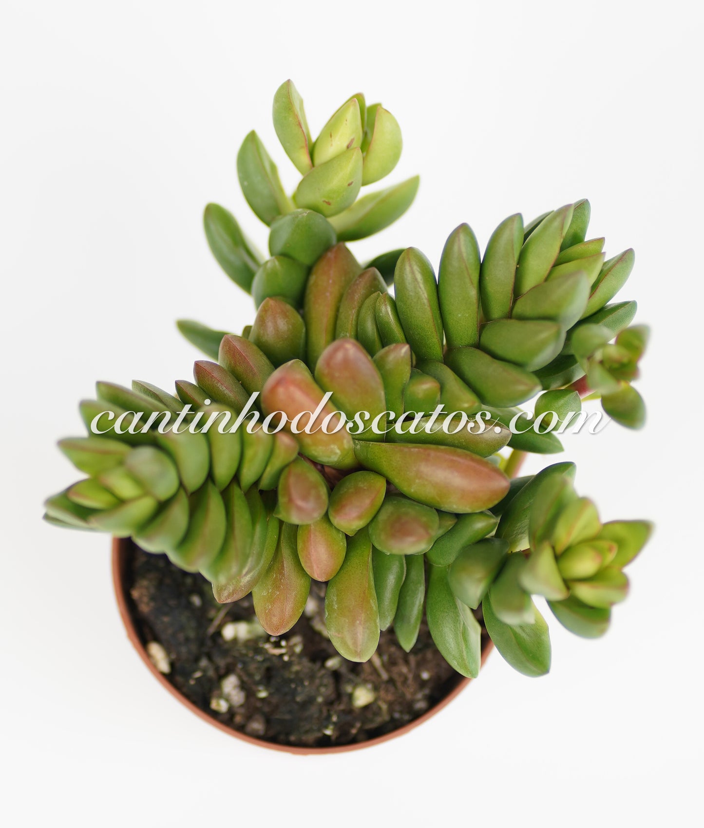 Crassula "Benjamin"