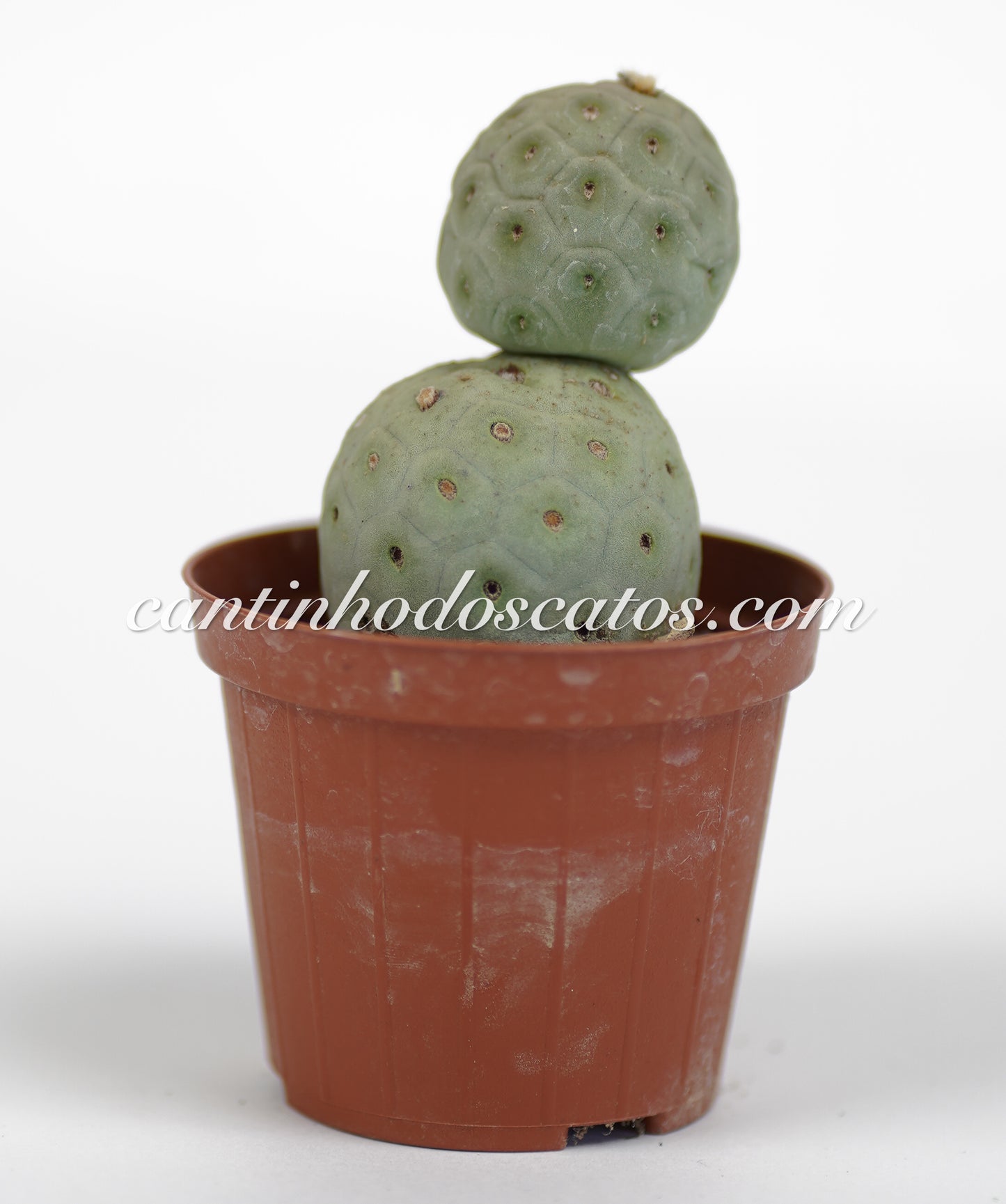 Tephrocactus Geometrious