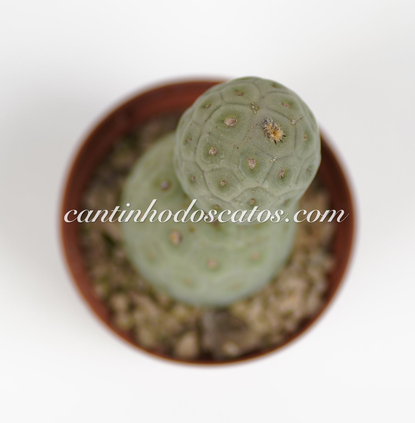 Tephrocactus Geometrious