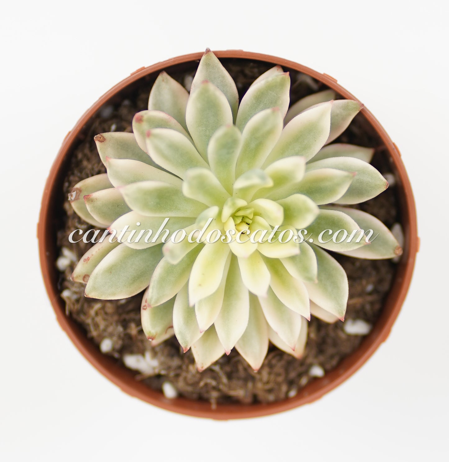 Echeveria Green Esmerald Variegata