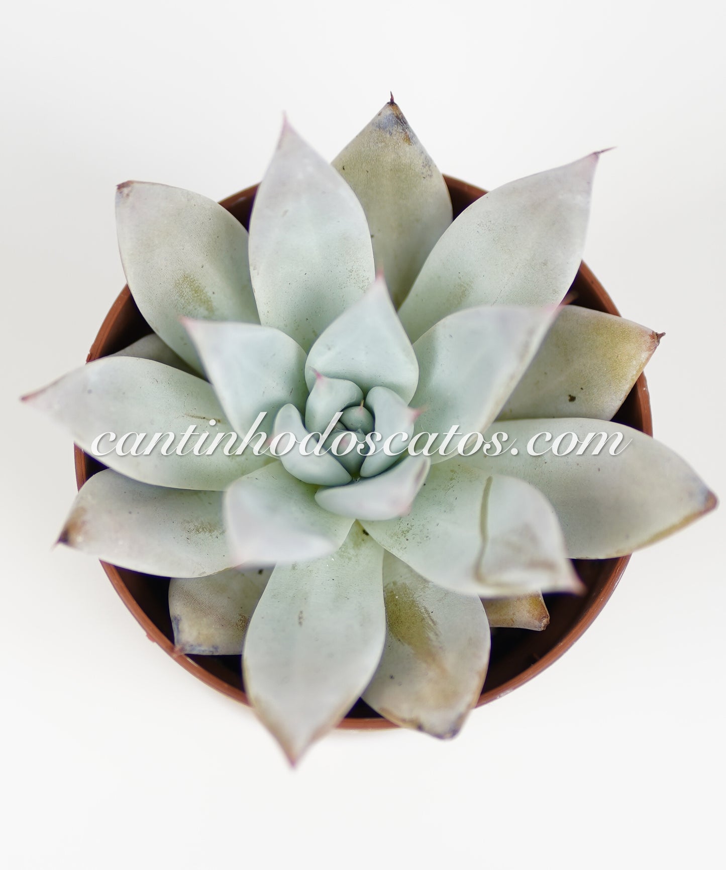 Echeveria Mexican Giant